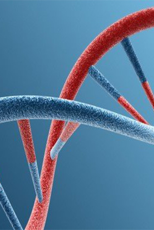 Structure en double hélice de l'ADN